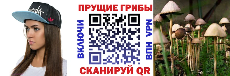 сколько стоит  Комсомольск  Галлюциногенные грибы Psilocybe 